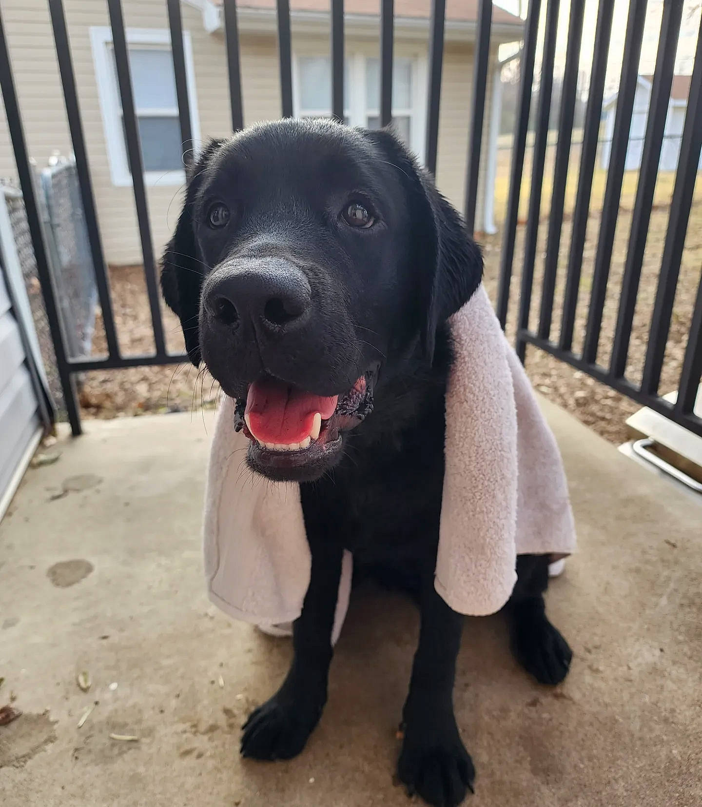 Luka joined the competition — help win amazing prizes! borador, canidae, carnivore, collar, companion_dog, dog, dog_breed, dog_collar, dog_supply, fawn, fence, leash, liver, pet_supply, sculpture, snout, sporting_group, terrestrial_animal, whiskers, working_animal