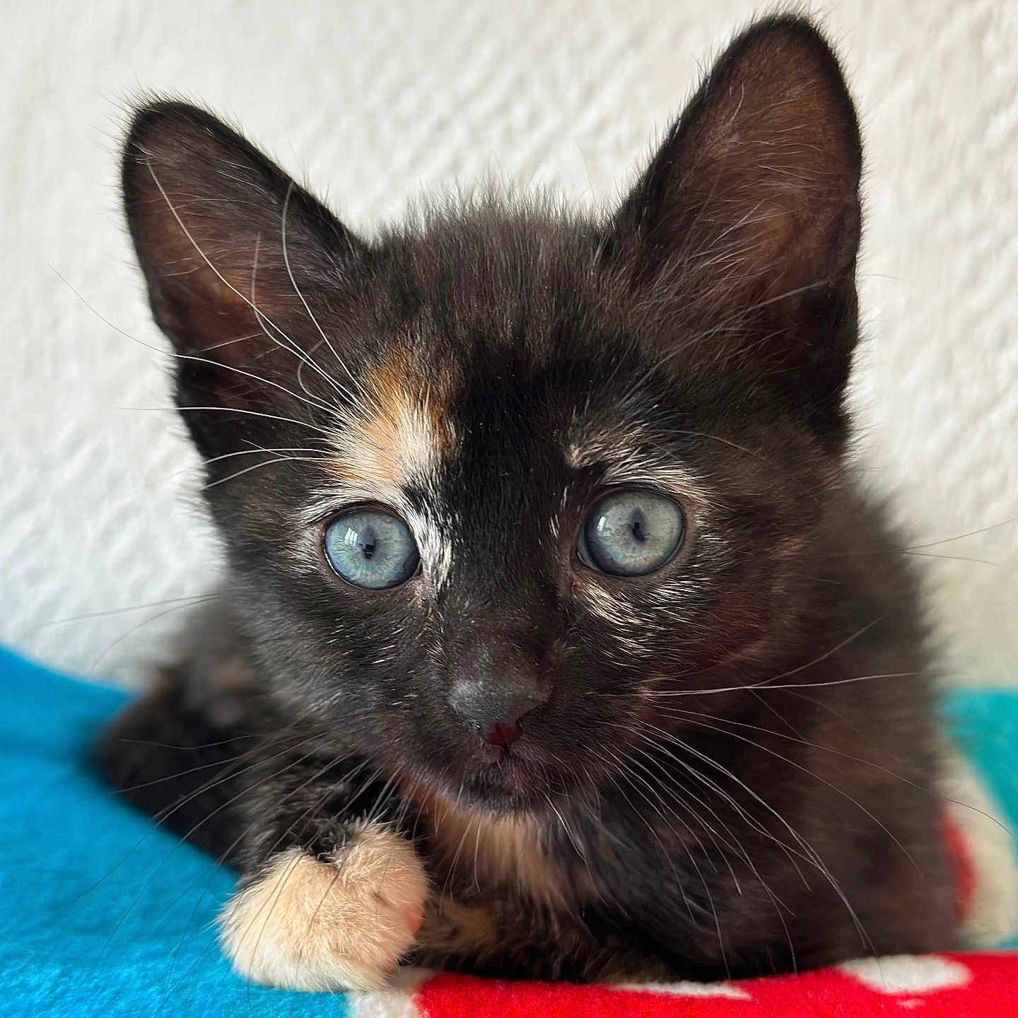 Kitty participe au concours pour gagner de l'argent avec cette photo : abyssinian, animal, blackcat, brasssection, cat, horn, kitten, manx, musicalinstrument, pet, siamese