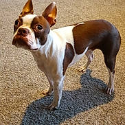 Rosco joined the competition — help win amazing prizes! dog, boston_terrier, pet, indoor, carpet, brown, white, ears, shadow, alert, curious, animal, mammal, standing, four_legs, short_hair, domestic_animal, companion, cute, looking_up
