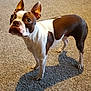 dog, boston_terrier, pet, indoor, carpet, brown, white, ears, shadow, alert, curious, animal, mammal, standing, four_legs, short_hair, domestic_animal, companion, cute, looking_up