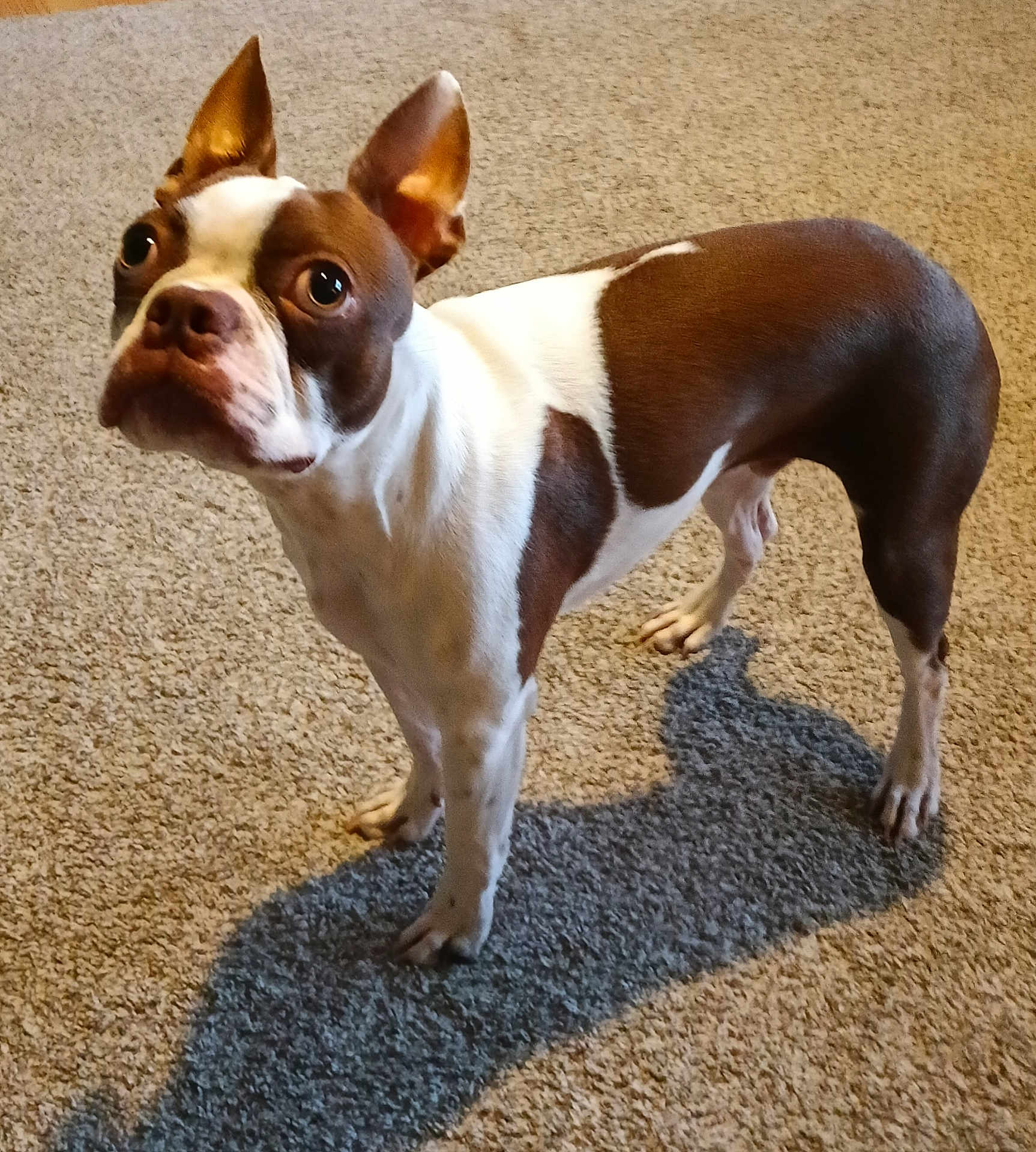 Rosco joined the competition — help win amazing prizes! dog, boston_terrier, pet, indoor, carpet, brown, white, ears, shadow, alert, curious, animal, mammal, standing, four_legs, short_hair, domestic_animal, companion, cute, looking_up