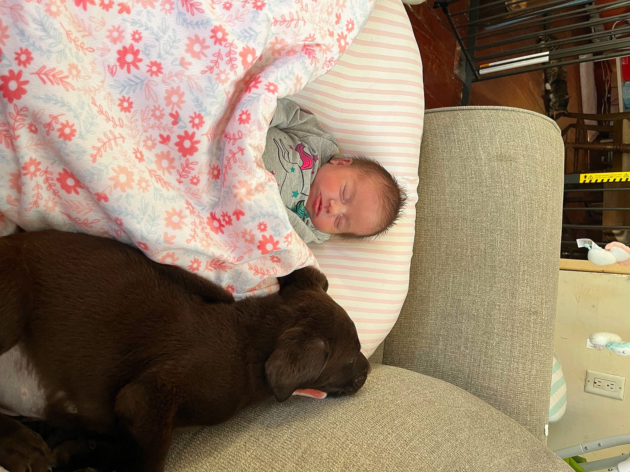 Mariana joined the competition — help win amazing prizes! bedding, carnivore, comfort, companion_dog, couch, dog, dog_breed, fawn, flooring, hardwood, linens, liver, living_room, nap, person, pillow, room, shelf, sporting_group, throw_pillow