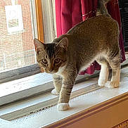 Oliver is registered to the contest to win money with this photo: animal, brown, cat, cozy, curious, curtain, feline, fur, house, indoor, natural_light, paws, pet, screen, standing, tabby, whiskers, white, window, windowsill