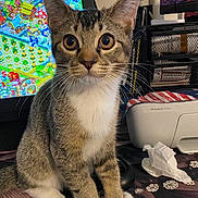 Oliver is registered to the contest to win money with this photo: animal, brown, cat, closeup, clutter, computer_screen, curious, desk, ears, indoor, kitten, paws, pet, printer, striped, tabby, technology, whiskers, white, young