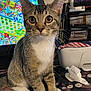 animal, brown, cat, closeup, clutter, computer_screen, curious, desk, ears, indoor, kitten, paws, pet, printer, striped, tabby, technology, whiskers, white, young
