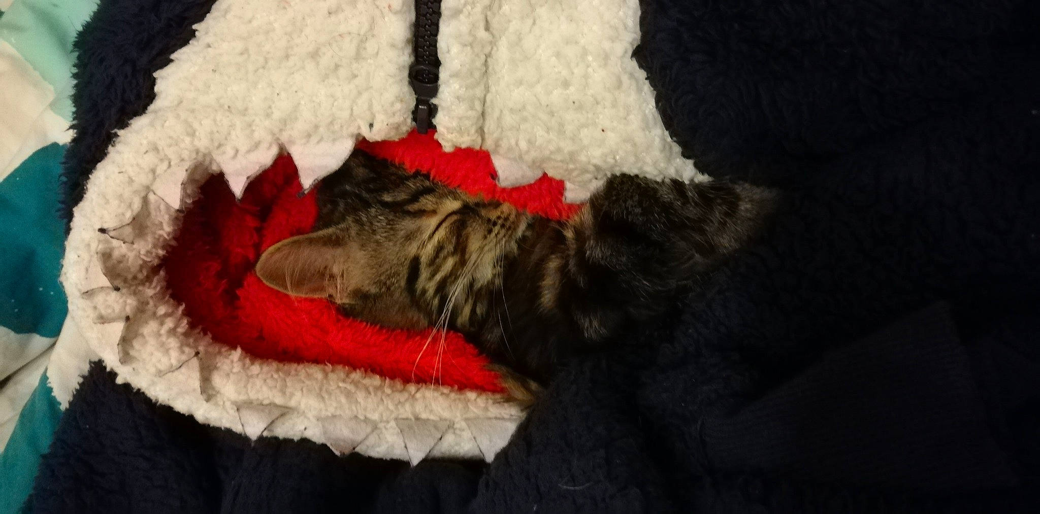 Mini Crotte a rejoint le concours — aidez-le/la à gagner de superbes lots ! canidae, carmine, carnivore, claw, comfort, companion_dog, couch, dog, dog_breed, dog_supply, fawn, felidae, fur, linens, nap, natural_material, paw, small_to_medium_sized_cats, sporting_group, tail