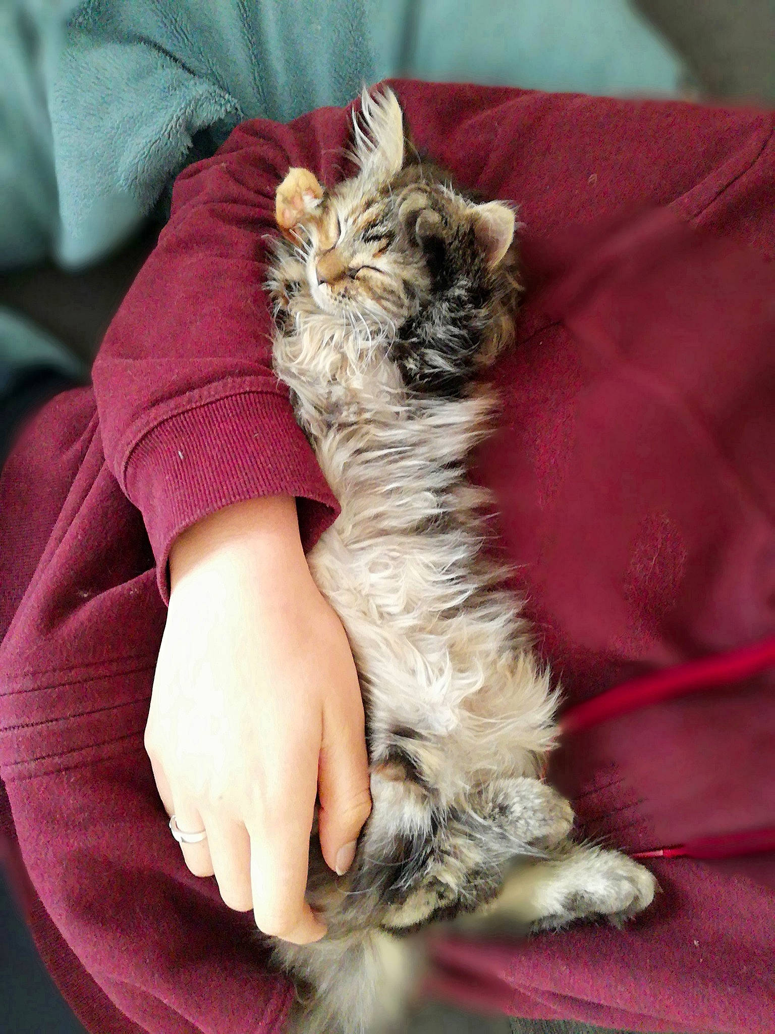 Mini Crotte a rejoint le concours — aidez-le/la à gagner de superbes lots ! canidae, carnivore, cat, claw, comfort, companion_dog, dog_breed, fawn, felidae, fur, gesture, nail, paw, sleeve, small_to_medium_sized_cats, snout, sporting_group, tail, terrier, whiskers