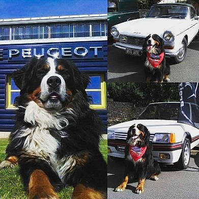 Irish a rejoint le concours — aidez-le/la à gagner de superbes lots ! automotive_lighting, automotive_mirror, automotive_parking_light, automotive_tire, car, carnivore, collar, companion_dog, dog, dog_breed, fender, hood, light, mammal, motor_vehicle, tire, vehicle, vertebrate, wheel, window