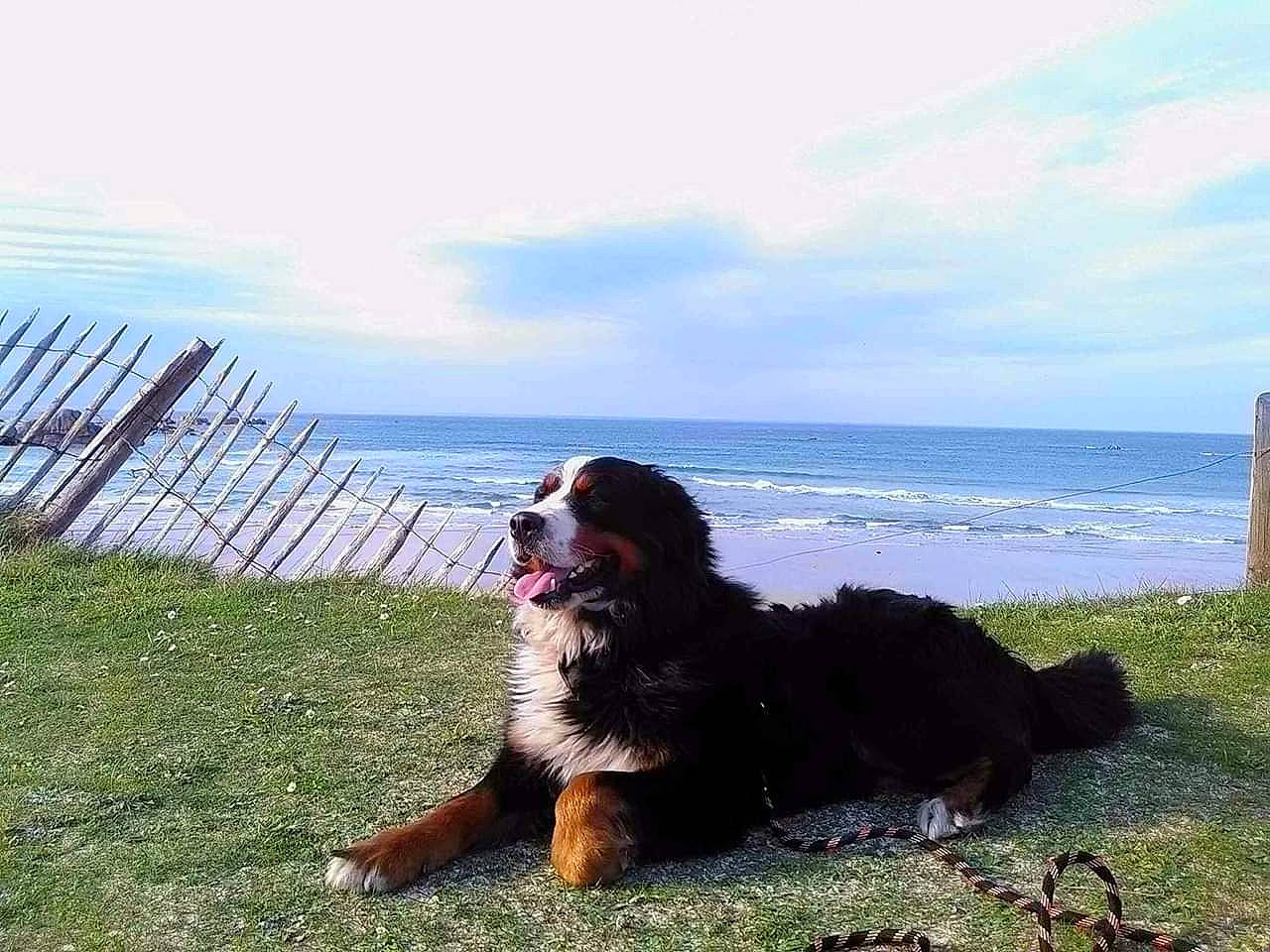 Irish participe au concours pour gagner de l'argent avec cette photo : beach, bernese_mountain_dog, canidae, carnivore, cloud, companion_dog, dog, dog_breed, grass, gun_dog, herding_dog, horizon, lake, ocean, sky, spaniel, sporting_group, water, water_dog, working_dog