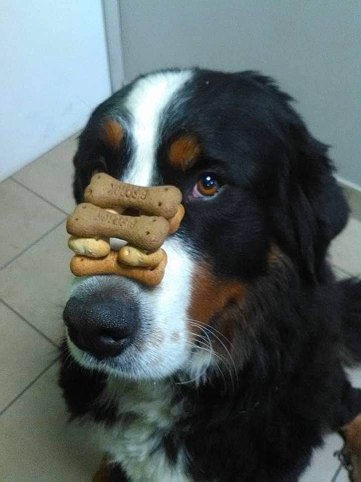 Irish participe au concours pour gagner de l'argent avec cette photo : ball, bernese_mountain_dog, bored, canidae, carnivore, companion_dog, dog, dog_breed, fur, giant_dog_breed, paw, snout, sporting_group, terrestrial_animal, whiskers, working_animal, working_dog