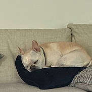 Archie joined the competition — help win amazing prizes! dog, french_bulldog, sleeping, pillow, couch, indoor, pet, resting, beige, fur, canine, relaxation, home, cozy, animal, nap, quiet, furniture, domestic, cute