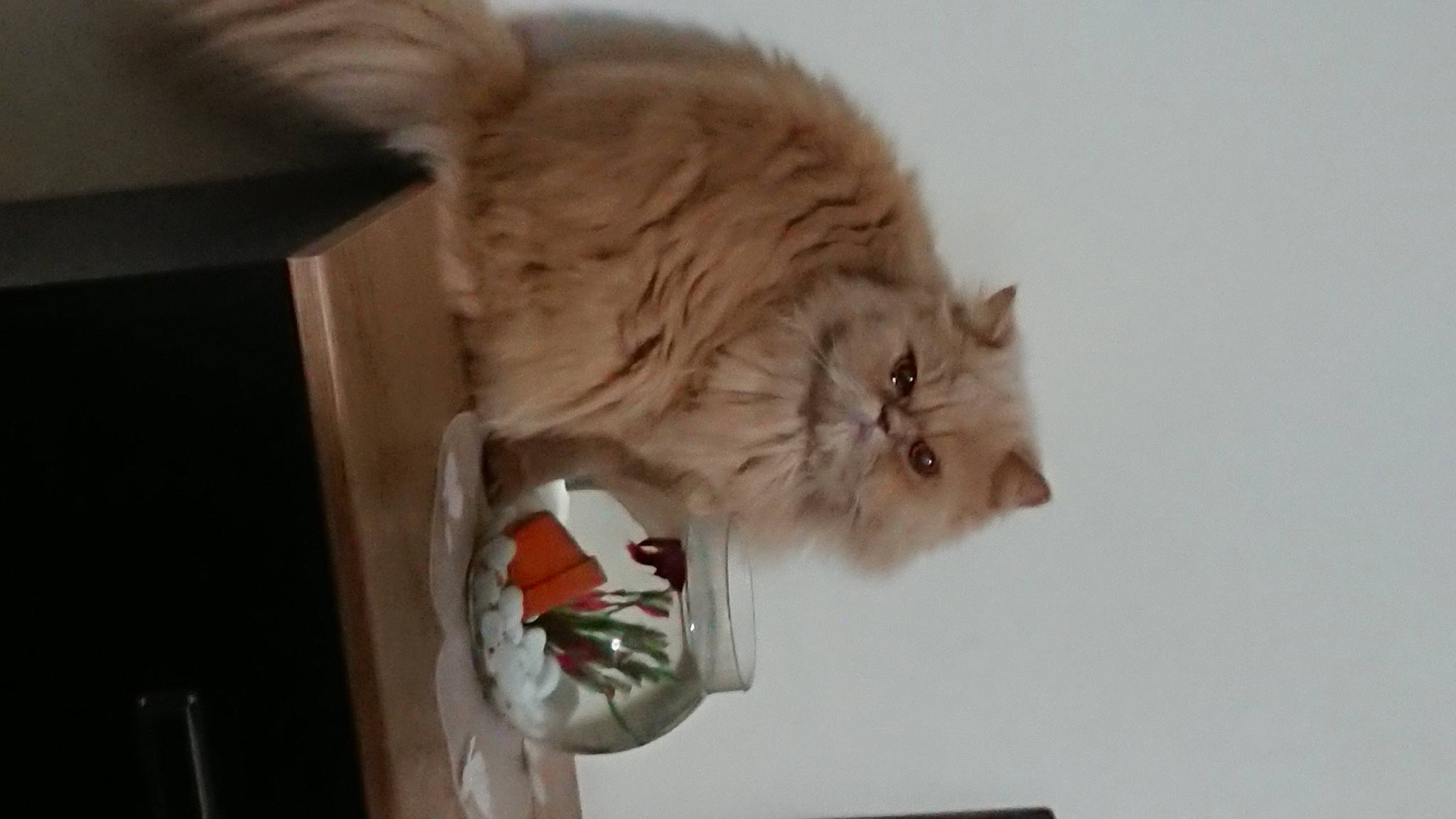 Inna participe au concours pour gagner de l'argent avec cette photo : british_longhair, canidae, carnivore, cat, claw, domestic_short_haired_cat, felidae, fur, hardwood, mammal, paw, persian, room, small_to_medium_sized_cats, tail, terrestrial_animal, whiskers, wood