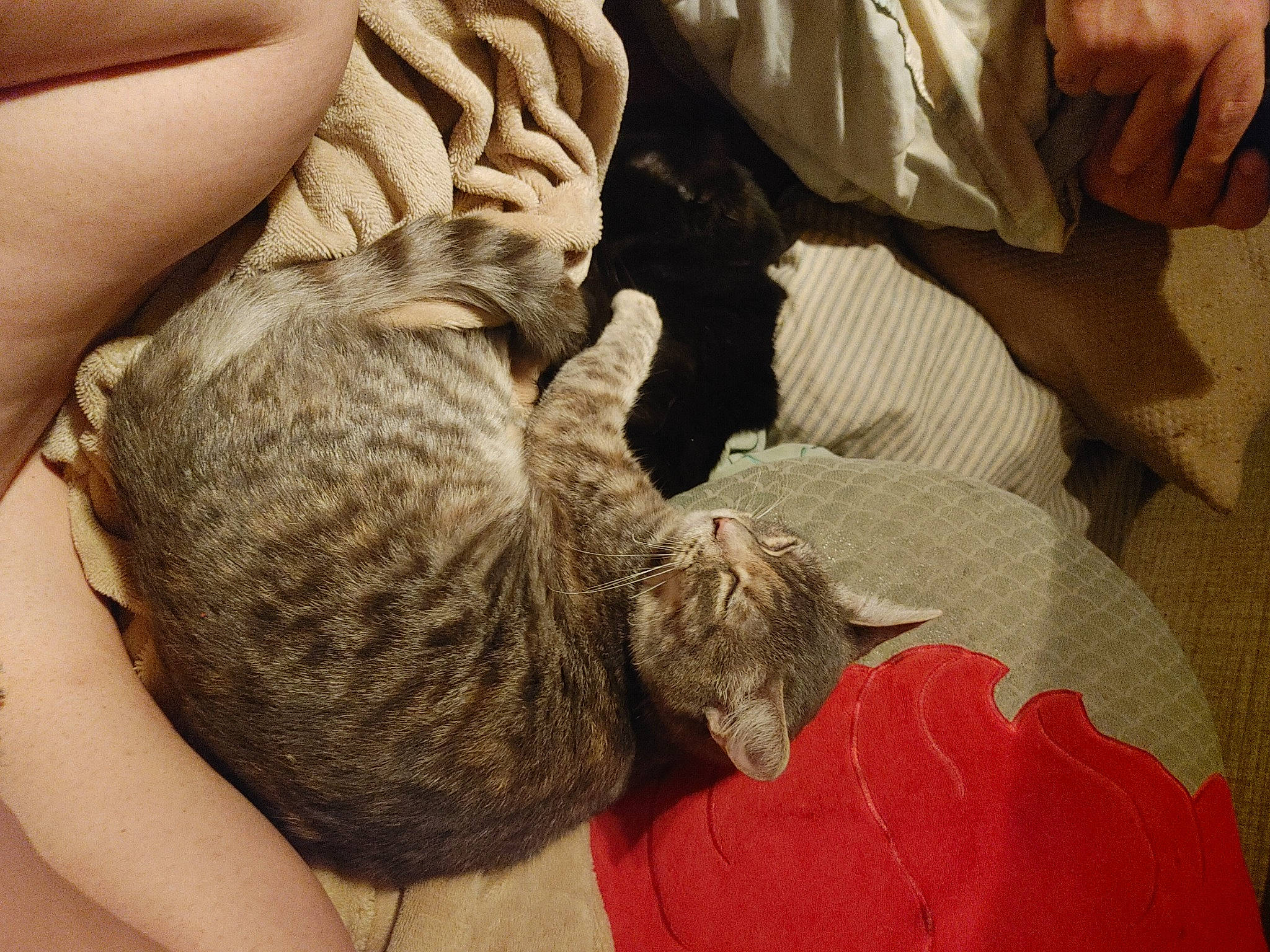 Kira joined the competition — help win amazing prizes! carnivore, cat, claw, comfort, domestic_short_haired_cat, felidae, finger, fur, gesture, hand, human_leg, military_camouflage, nail, nap, small_to_medium_sized_cats, tail, terrestrial_animal, textile, thumb, whiskers