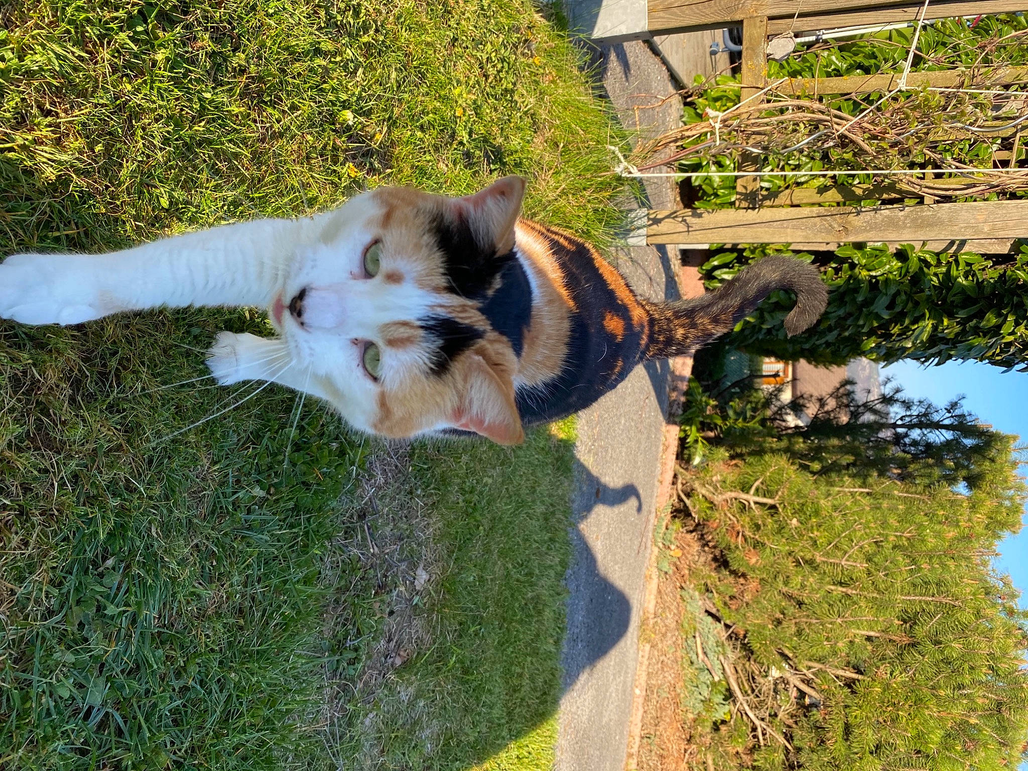 Augustine a rejoint le concours — aidez-le/la à gagner de superbes lots ! akita, canidae, carnivore, cat, dog, dog_breed, fawn, felidae, grass, plant, small_to_medium_sized_cats, sporting_group, tail