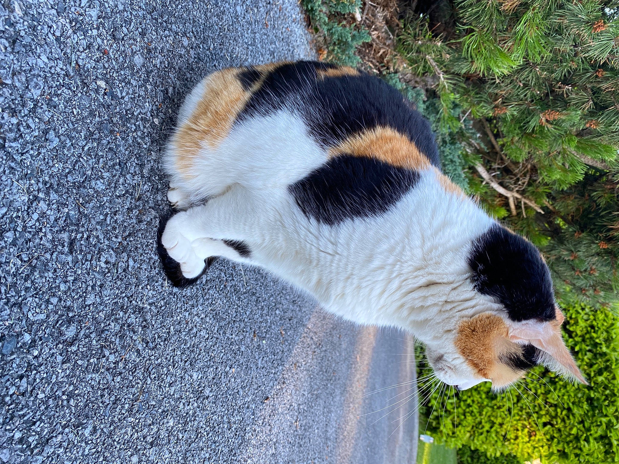 Augustine a rejoint le concours — aidez-le/la à gagner de superbes lots ! beagle, canidae, carnivore, companion_dog, danish_swedish_farmdog, dog, dog_breed, fawn, fur, nose, snout, tail