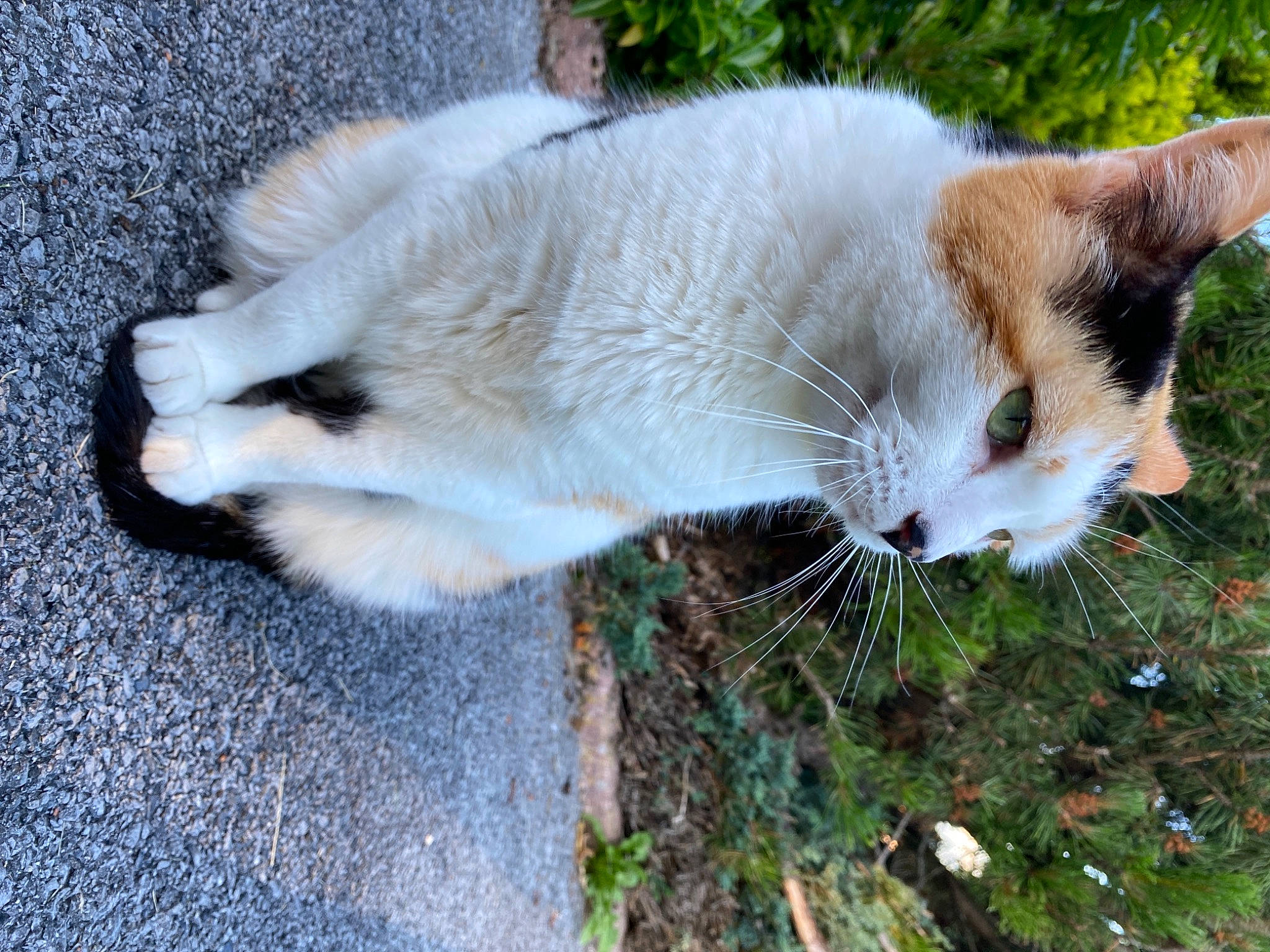 Augustine a rejoint le concours — aidez-le/la à gagner de superbes lots ! aegean_cat, carnivore, cat, domestic_short_haired_cat, european_shorthair, eye, felidae, fur, grass, kitten, nose, ojos_azules, plant, polydactyl_cat, ragdoll, small_to_medium_sized_cats, snout, tail, tree, whiskers