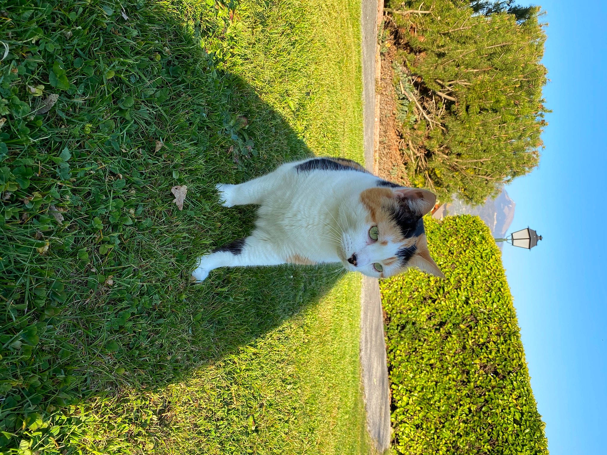 Augustine participe au concours pour gagner de l'argent avec cette photo : canidae, carnivore, cat, domestic_short_haired_cat, felidae, grass, grass_family, green, house, jumping, lawn, meadow, plant, play, polydactyl_cat, shrub, small_to_medium_sized_cats, tail, tree