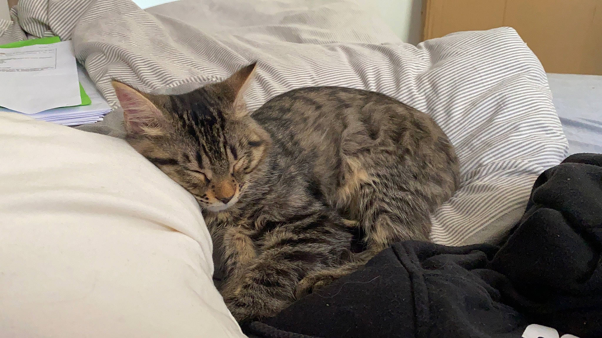 Oups participe au concours pour gagner de l'argent avec cette photo : bed, carnivore, cat, claw, comfort, domestic_short_haired_cat, felidae, fur, grey, linens, mammal, nap, paw, sleep, small_to_medium_sized_cats, snout, tail, terrestrial_animal, whiskers