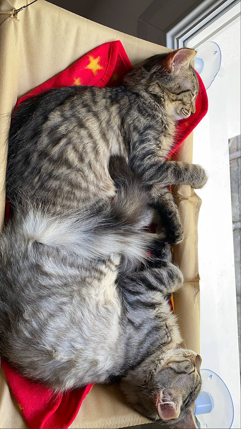 Oups participe au concours pour gagner de l'argent avec cette photo : carnivore, cat, claw, domestic_short_haired_cat, felidae, fur, paw, small_to_medium_sized_cats, snout, tail, terrestrial_animal, whiskers