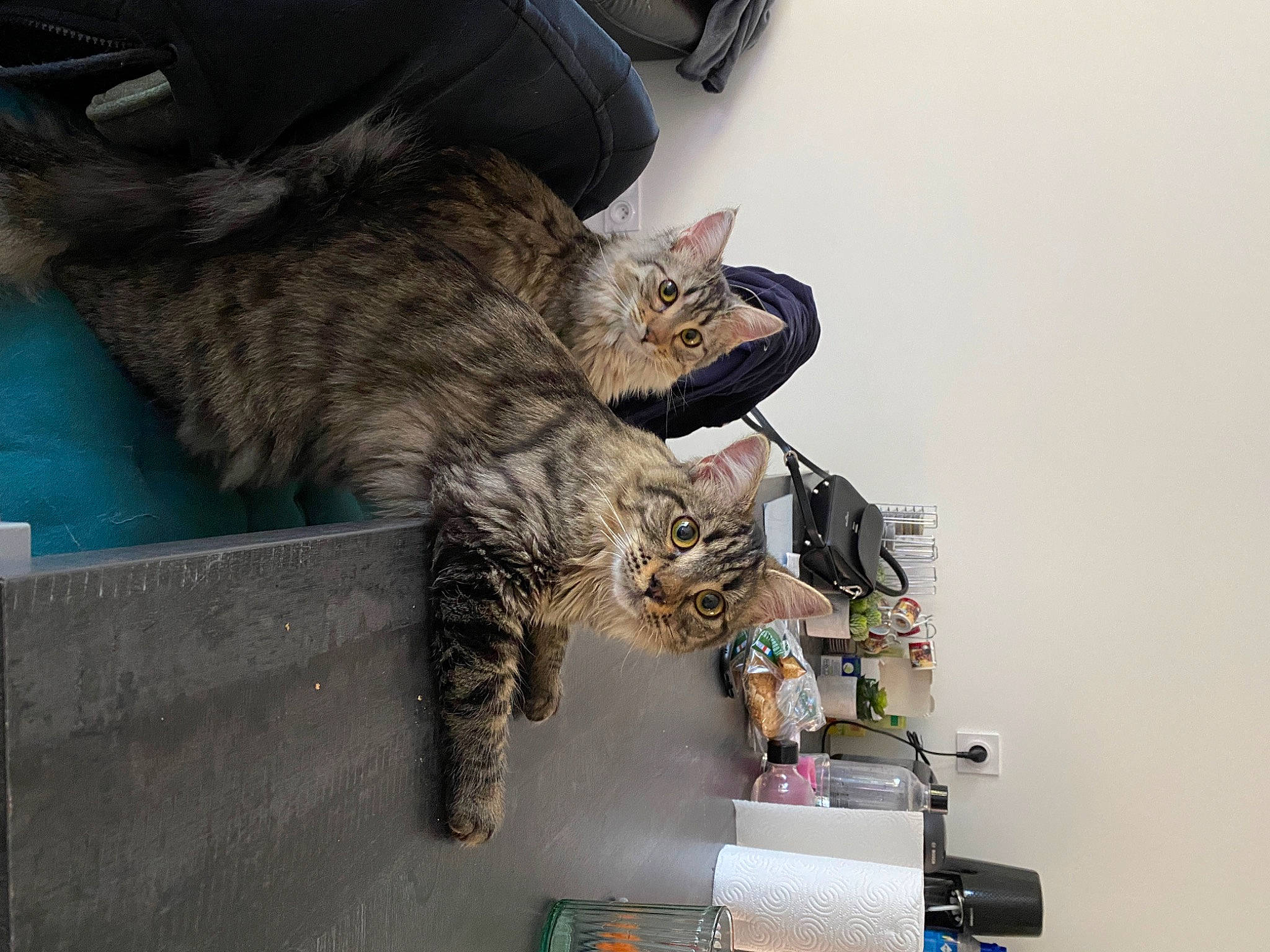 Oups participe au concours pour gagner de l'argent avec cette photo : carnivore, cat, claw, comfort, domestic_short_haired_cat, felidae, foot, fur, machine, paw, small_to_medium_sized_cats, snout, tail, whiskers