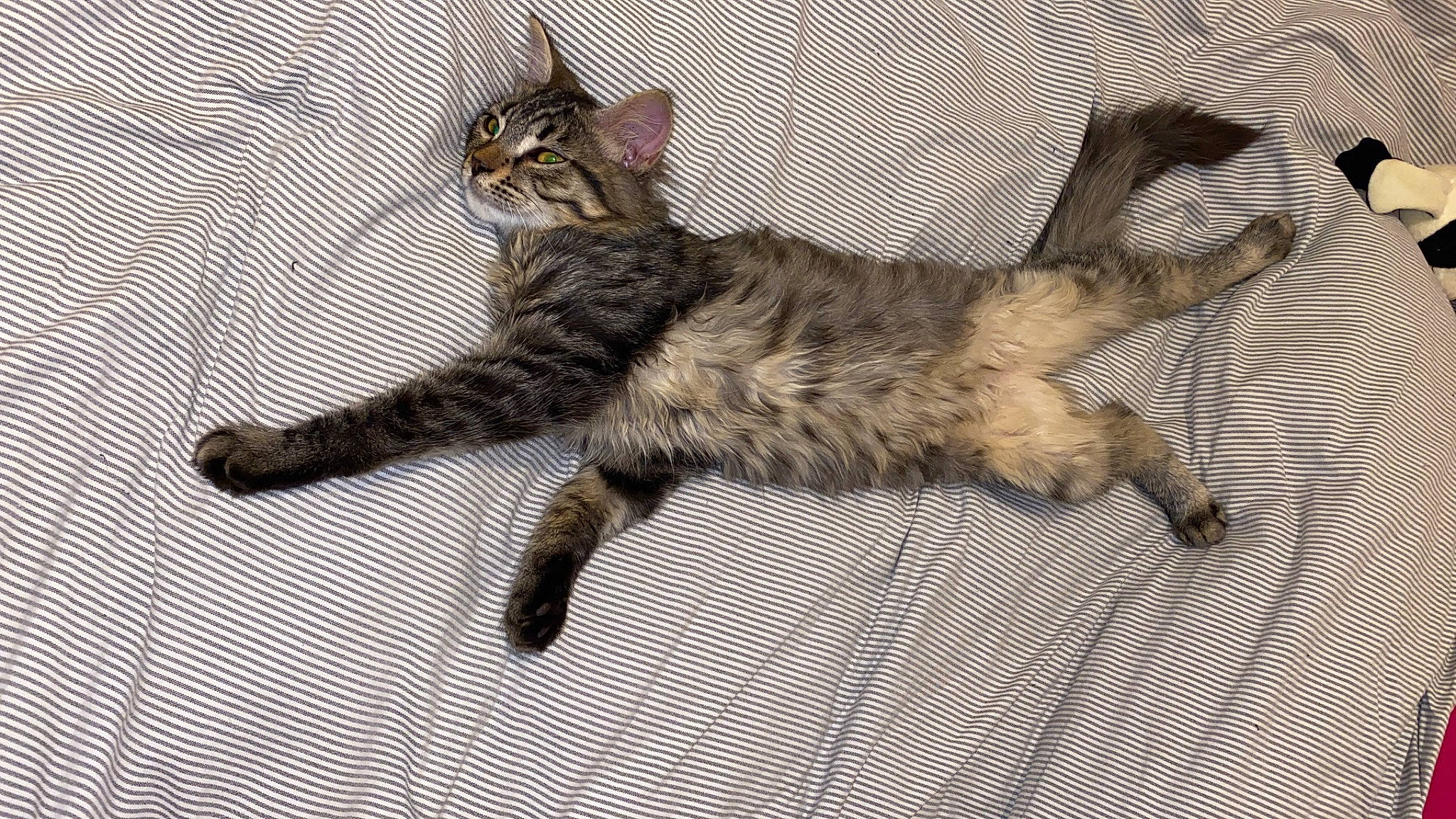 Oups participe au concours pour gagner de l'argent avec cette photo : canidae, carnivore, cat, claw, comfort, domestic_short_haired_cat, fawn, felidae, fur, metal, paw, small_to_medium_sized_cats, snout, tail, terrestrial_animal, whiskers, wildlife, wood