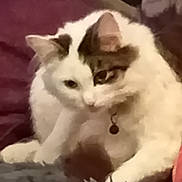 Jelly Belly is registered to the contest to win money with this photo: cat, white_cat, fur, collar, pet, animal, indoor, relaxed, sleepy, soft_surface, close_up, mammal, whiskers, ears, paw, domestic_animal, feline, cute, resting, face