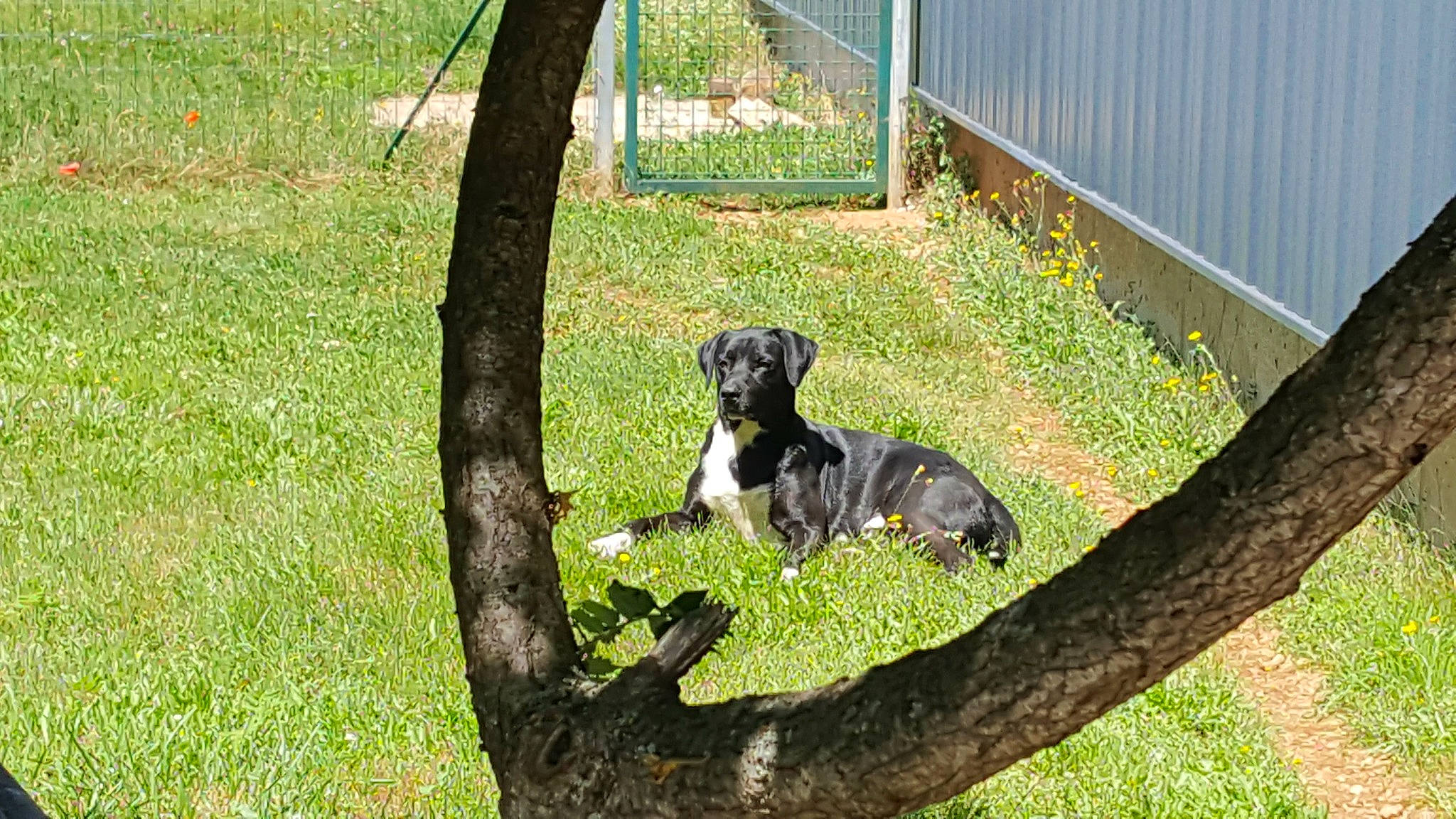 Black participe au concours pour gagner de l'argent avec cette photo : australian_cattle_dog, carnivore, companion_dog, dog, dog_breed, dog_supply, fence, garden, grass, groundcover, guard_dog, herding_dog, home_fencing, lawn, plant, sporting_group, tail, tree, working_animal, working_dog