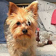 Sina Cook joined the competition — help win amazing prizes! animal, bed, black, blanket, brown, companion, cozy, cute, dog, ears, face, fur, home, indoor, person_partial, pet, pink_shirt, small_dog, stuffed_toy, yorkshire_terrier
