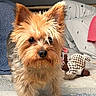 animal, bed, black, blanket, brown, companion, cozy, cute, dog, ears, face, fur, home, indoor, person_partial, pet, pink_shirt, small_dog, stuffed_toy, yorkshire_terrier