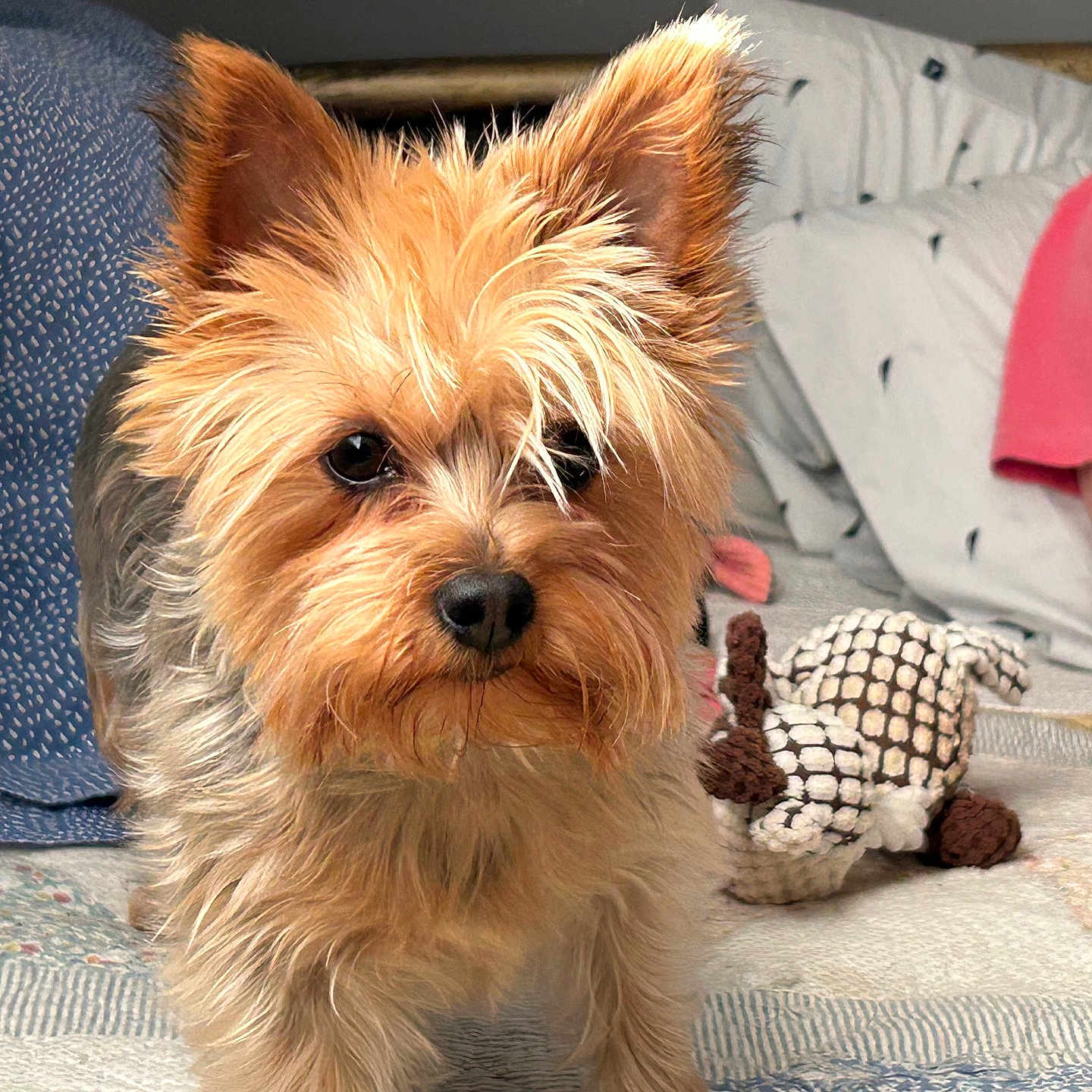 Sina Cook joined the competition — help win amazing prizes! animal, bed, black, blanket, brown, companion, cozy, cute, dog, ears, face, fur, home, indoor, person_partial, pet, pink_shirt, small_dog, stuffed_toy, yorkshire_terrier
