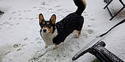 Coco joined the competition — help win amazing prizes! dog, corgi, snow, porch, outdoor, pet, animal, winter, fence, table, chair, footprints, tail, ears, curious, looking_up, black_and_white, brown, snowflakes, wood