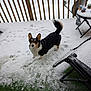 dog, corgi, snow, porch, outdoor, pet, animal, winter, fence, table, chair, footprints, tail, ears, curious, looking_up, black_and_white, brown, snowflakes, wood