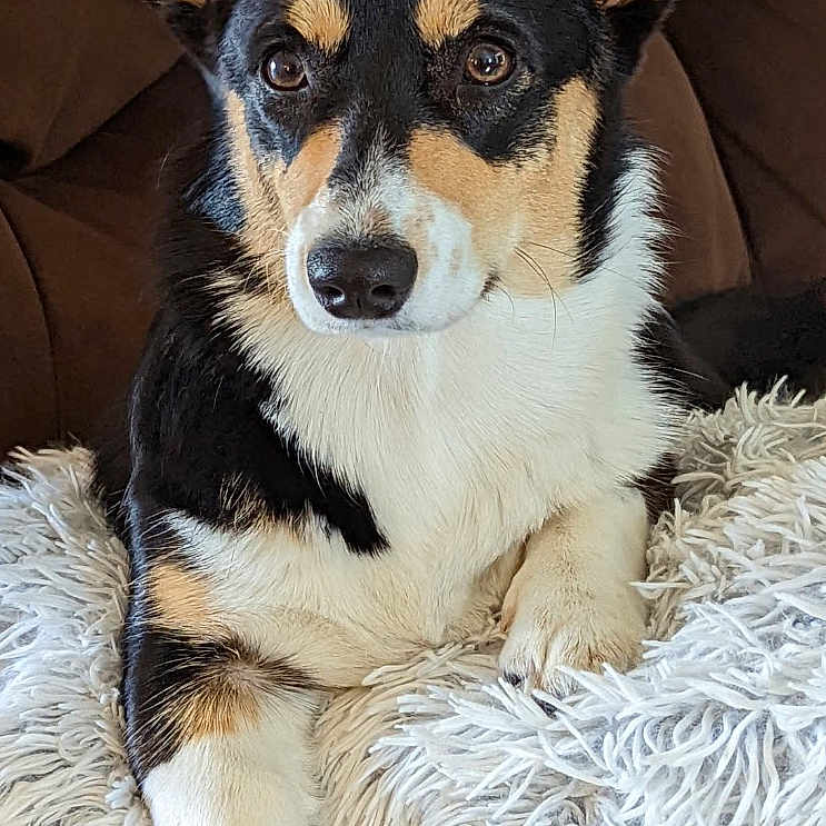 Coco joined the competition — help win amazing prizes! animal, closeup, companion, corgi, couch, cute, dog, domestic_animal, ears, fluffy_blanket, friendly, fur, indoor, looking, mammal, paw, pet, relaxed, resting, tricolor