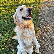Ulysse participe au concours pour gagner de l'argent avec cette photo : dog, golden_retriever, grass, dirt, outdoor, sunlight, happy, pet, mammal, canine, muddy_paws, nature, animal, smiling, fur, collar, park, playful, daytime, cute