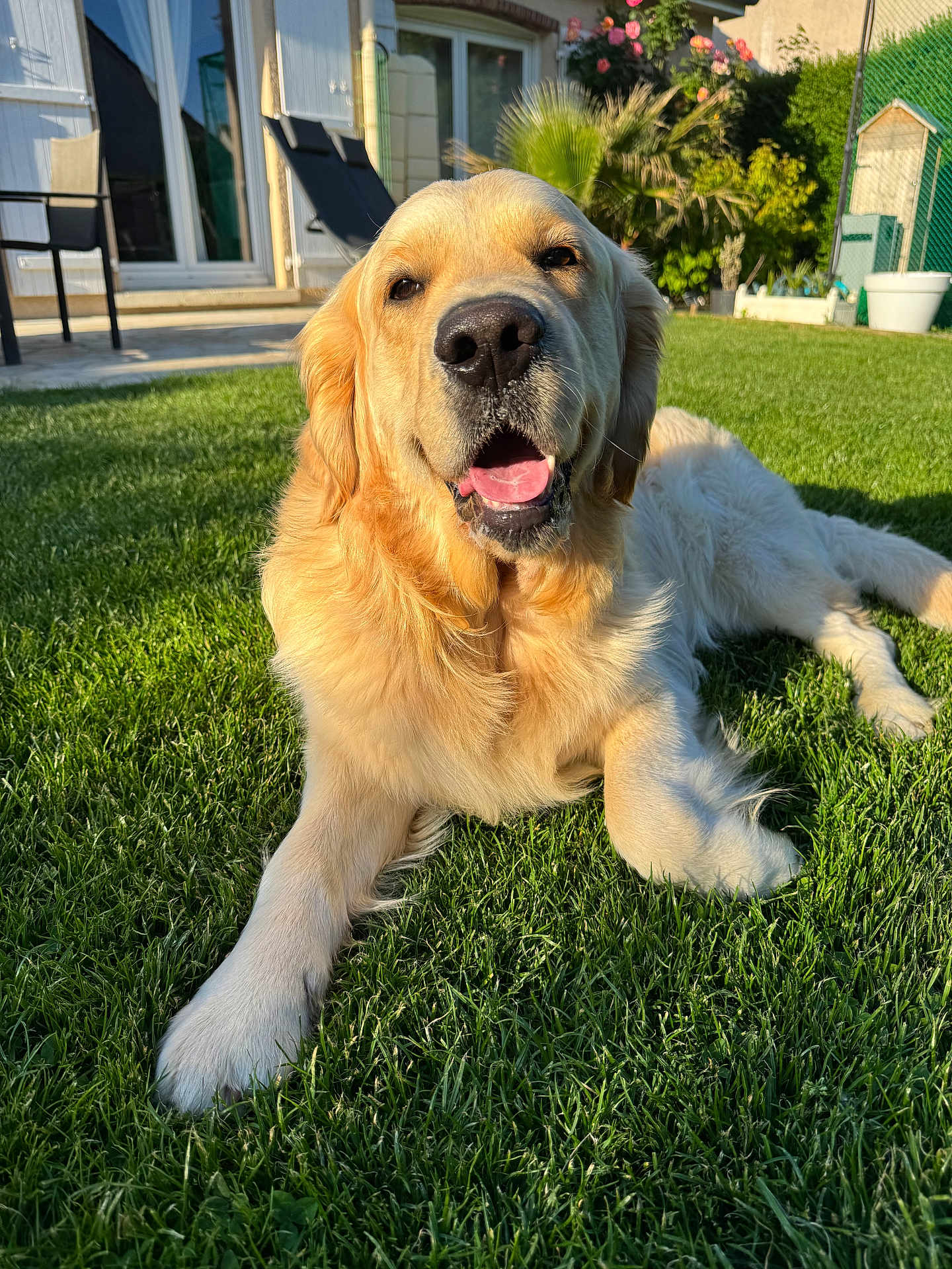 Ulysse a rejoint le concours — aidez-le/la à gagner de superbes lots ! golden_retriever, dog, grass, outdoor, sunlight, pet, canine, garden, happy, animal, nature, lawn, domestic_animal, summer, relaxing, closeup, tongue_out, fur, muzzle, backyard