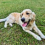 Ulysse a rejoint le concours — aidez-le/la à gagner de superbes lots ! dog, golden_retriever, grass, outdoor, pet, canine, animal, tongue, happy, nature, field, summer, laying_down, fur, mammal, playful, friendly, resting, sunlight, greenery