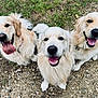 Ulysse participe au concours pour gagner de l'argent avec cette photo : dog, golden_retriever, pet, animal, outdoor, grass, smiling, happy, canine, fur, nature, trio, playful, friendly, tongue_out, three_animals, looking_up, mammal, companions, daylight