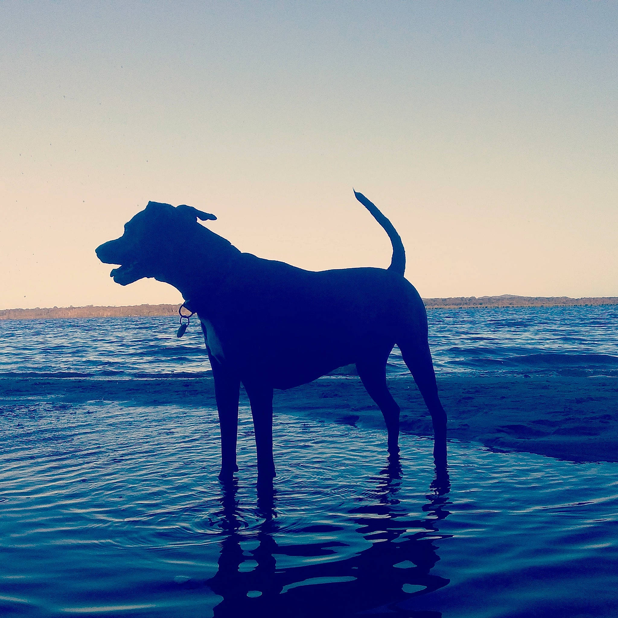 Bobbi is registered to the contest to win money with this photo: canidae, carnivore, dog, dog_breed, dog_walking, great_dane, guard_dog, non_sporting_group, ocean, sea, silhouette, sky, tail, water