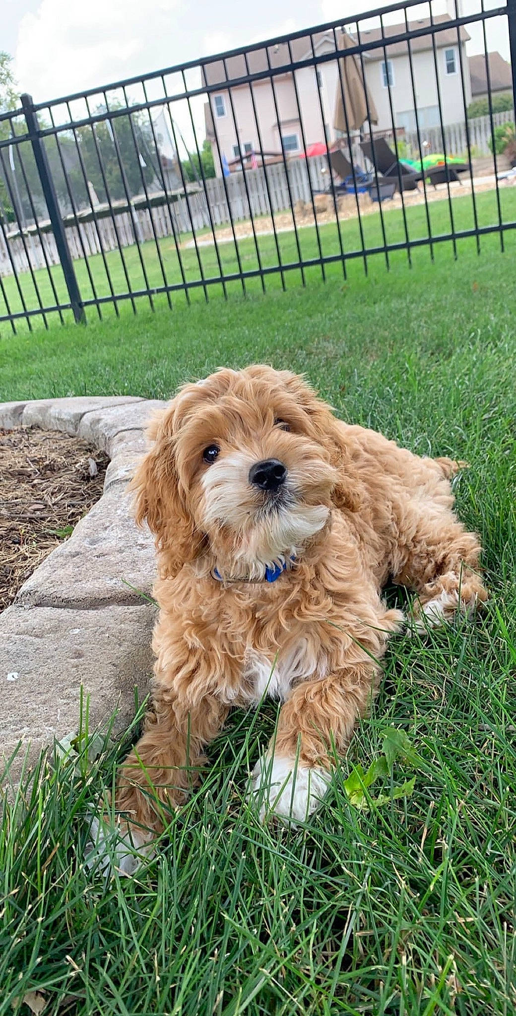Charlie joined the competition — help win amazing prizes! american_cocker_spaniel, canidae, carnivore, cavapoo, cockapoo, cocker_spaniel, companion_dog, dog, dog_breed, goldendoodle, grass, maltepoo, mammal, poodle_crossbreed, puppy, rare_breed_dog, schnoodle, sporting_group, sporting_lucas_terrier, vertebrate