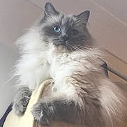 Sparkle joined the competition — help win amazing prizes! asian_semi_longhair, balinese, birman, british_longhair, british_semi_longhair, carnivore, cat, domestic_long_haired_cat, eye, felidae, himalayan, iris, mammal, norwegian_forest_cat, ragamuffin, ragdoll, siberian, small_to_medium_sized_cats, vertebrate, whiskers