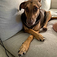 Lando is registered to the contest to win money with this photo: animal, brown, canine, companion, couch, crossed_paws, dog, domestic_animal, fur, furniture, household, indoor, living_room, looking, mammal, paw, pet, relaxed, resting, sofa