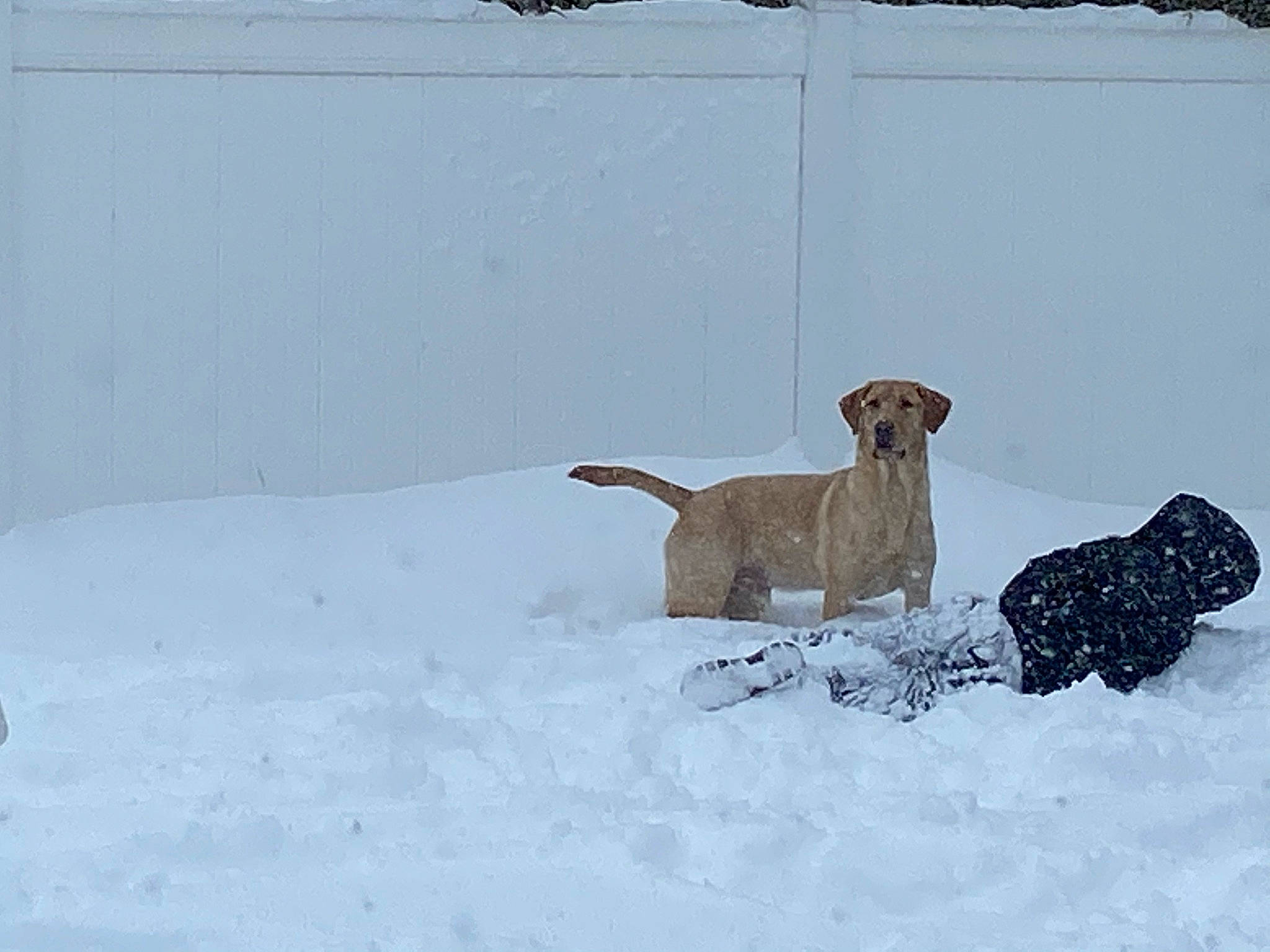 Kobe is registered to the contest to win money with this photo: art, canidae, carnivore, collar, dog, dog_breed, dog_supply, fawn, freezing, hunting_dog, non_sporting_group, pet_supply, pointing_breed, precipitation, snow, sporting_group, tail, winter, winter_storm, working_animal