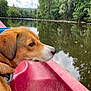 adventure, animal, calm, canoe, clouds, daytime, dog, greenery, landscape, leisure, nature, outdoor, pet, reflection, river, side_view, sky, travel, trees, water