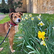 Mercure participe au concours pour gagner de l'argent avec cette photo : dog, canine, pet, leash, collar, grass, flowers, daffodils, spring, outdoor, nature, greenery, path, wall, tree, leaf, closeup, portrait, animal, daylight