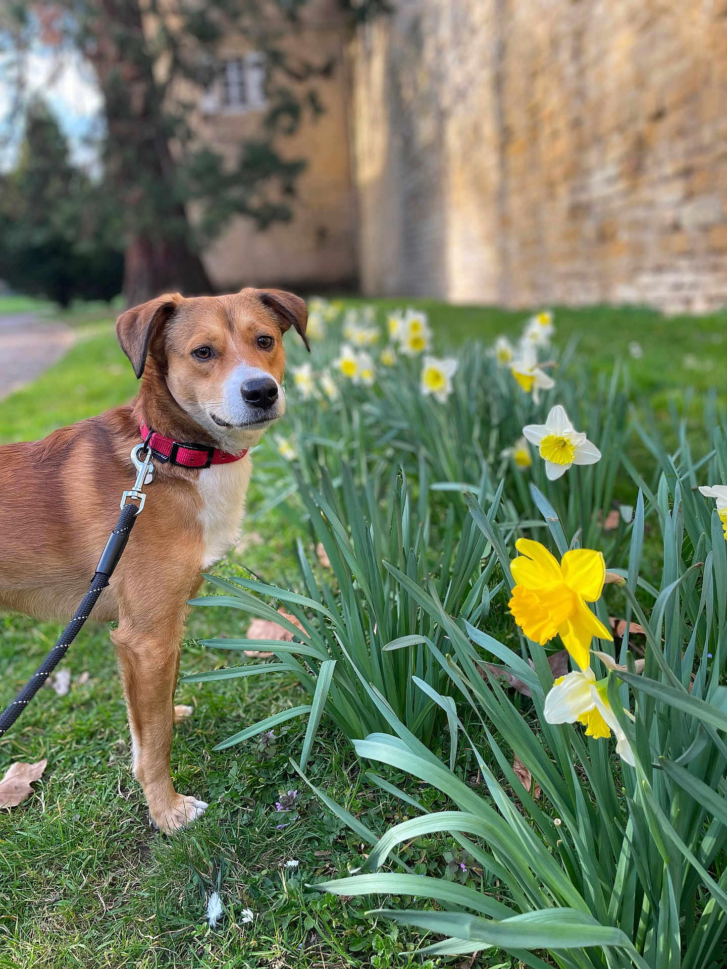 Mercure participe au concours pour gagner de l'argent avec cette photo : dog, canine, pet, leash, collar, grass, flowers, daffodils, spring, outdoor, nature, greenery, path, wall, tree, leaf, closeup, portrait, animal, daylight