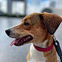 Mercure a rejoint le concours — aidez-le/la à gagner de superbes lots ! alert, animal, blurred_background, brown_fur, canine, closeup, collar, dog, domestic_animal, ears, friendly, happy, leash, mammal, outdoor, pet, portrait, side_profile, tongue_out, white_fur