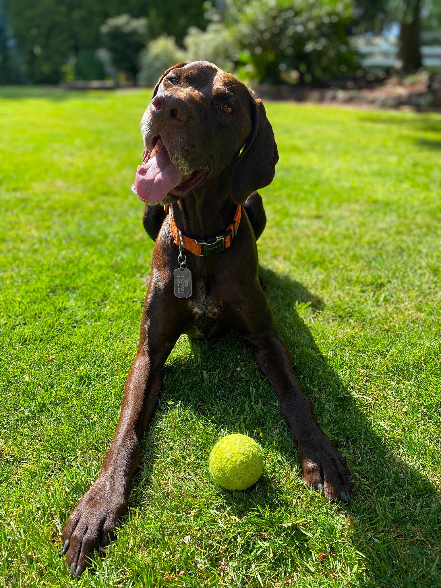Juke is registered to the contest to win money with this photo: ball, canidae, carnivore, collar, companion_dog, dog, dog_breed, dog_collar, fawn, grass, green, gun_dog, lawn, liver, plant, snout, sports_equipment, tennis_ball, tree, working_animal