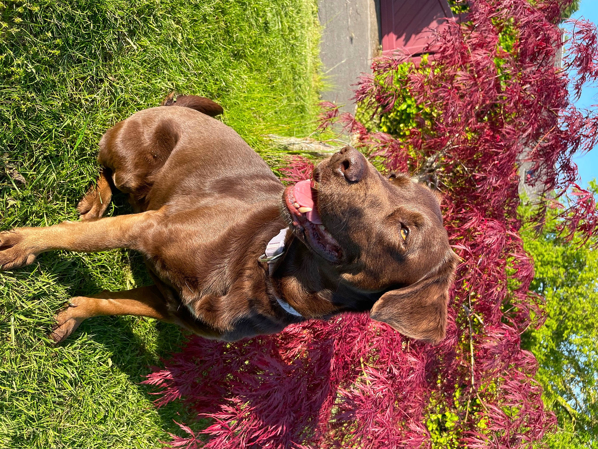 Izzy participe au concours pour gagner de l'argent avec cette photo : annual_plant, canidae, carnivore, collar, companion_dog, dog, dog_breed, dog_collar, fawn, flower, grass, groundcover, liver, magenta, pet_supply, plant, snout, sporting_group, terrestrial_animal, working_animal