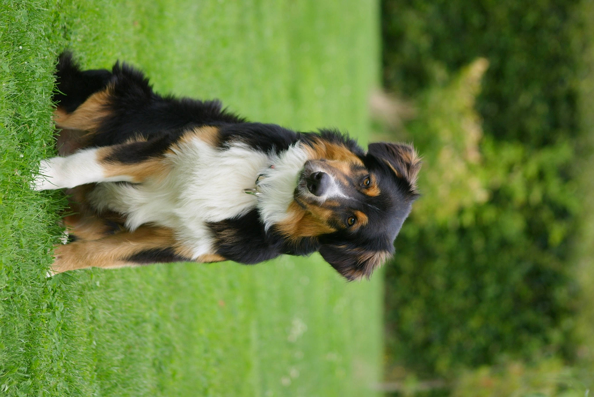 Ursus participe au concours pour gagner de l'argent avec cette photo : canidae, carnivore, dog_breed, grass, plant, snout, tail, terrestrial_animal, tree, wildlife, working_dog