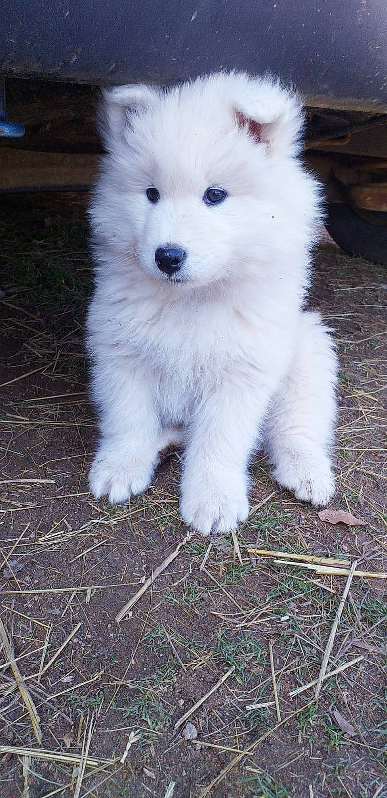 Tweeny a rejoint le concours — aidez-le/la à gagner de superbes lots ! ancient_dog_breeds, canidae, carnivore, companion_dog, dog, dog_breed, fur, grass, japanese_spitz, non_sporting_group, samoyed, snout, spitz, sporting_group, volpino_italiano, working_animal, working_dog